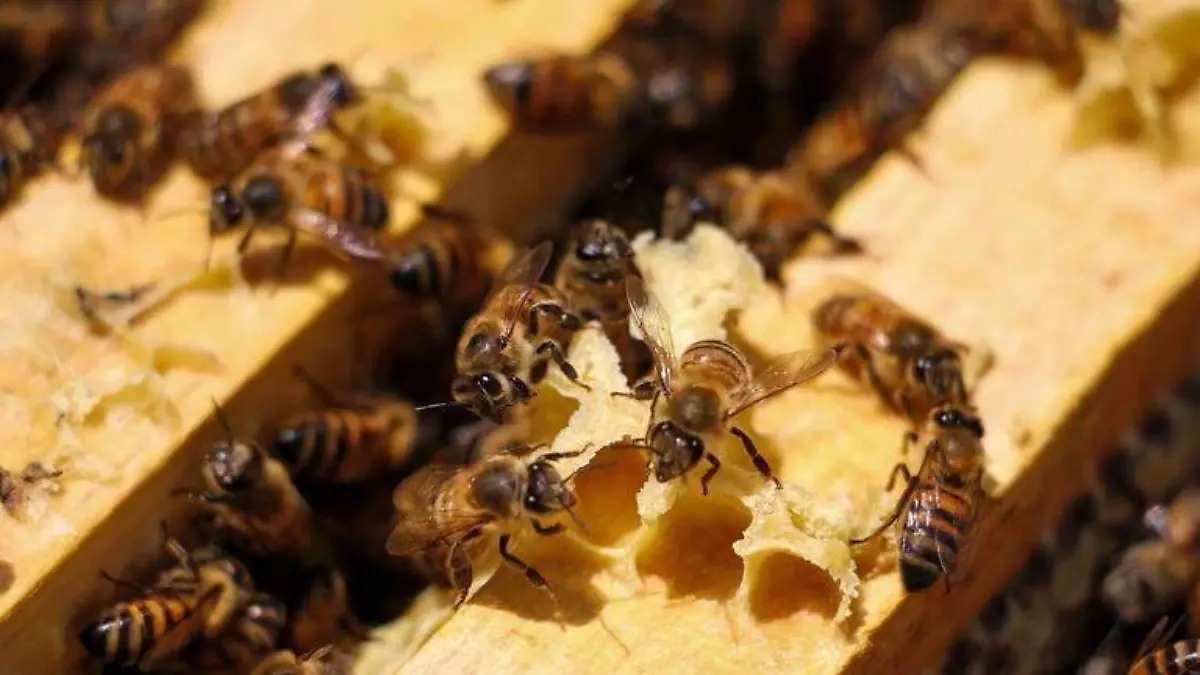 Hombre muere por ataque de abejas